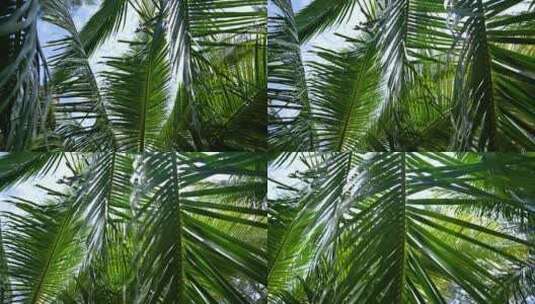 中国海南三亚椰树椰林高清在线视频素材下载