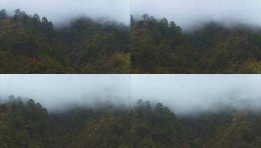 高原原始森林高山上的树林生态系统高清在线视频素材下载
