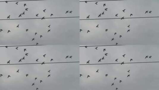 天空鸽子飞鸟【120帧】天空一群鸟飞过高清在线视频素材下载