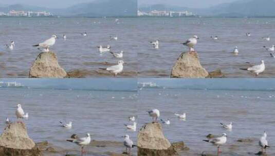 海边海鸥高清在线视频素材下载