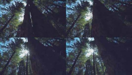 原始森林阳光4k 120p高清在线视频素材下载