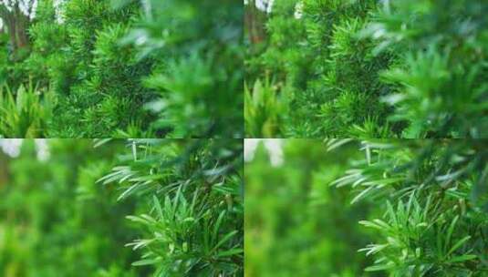 植物 阳光 松树 特写高清在线视频素材下载