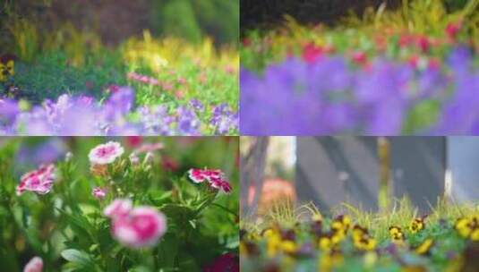 春天来了花朵盛开草木灌丛植被风景视频素材高清在线视频素材下载
