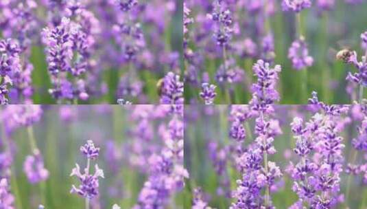 薰衣草田与芬芳的紫色花朵盛开在日落郁郁葱高清在线视频素材下载