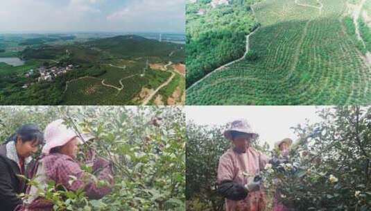 油茶树基地实拍采摘茶籽高清在线视频素材下载