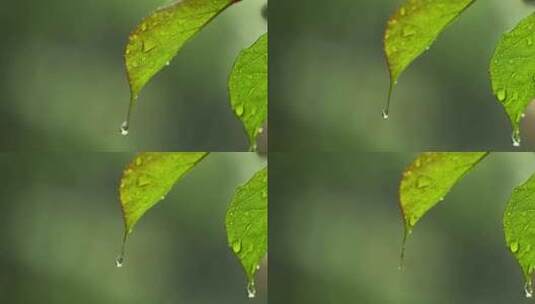 （慢镜）下雨天水珠从绿叶写滑落微距特写高清在线视频素材下载