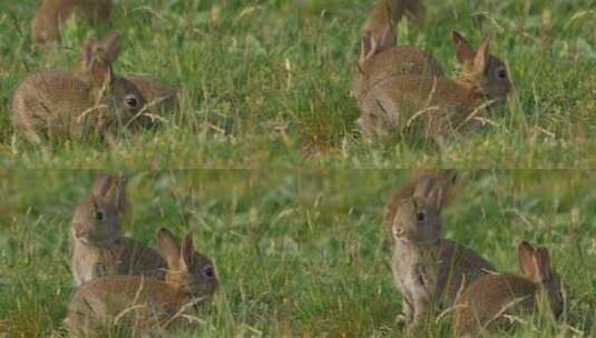 草地上的小兔子高清在线视频素材下载