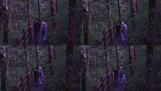 相机摄神农架·神农顶森林步道高清在线视频素材下载