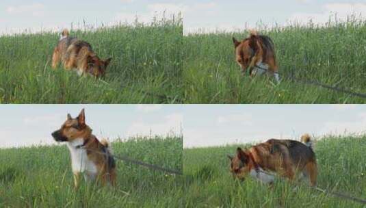 狗在吃草高清在线视频素材下载