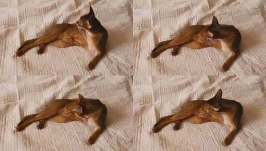 阿比西尼亚猫高清在线视频素材下载