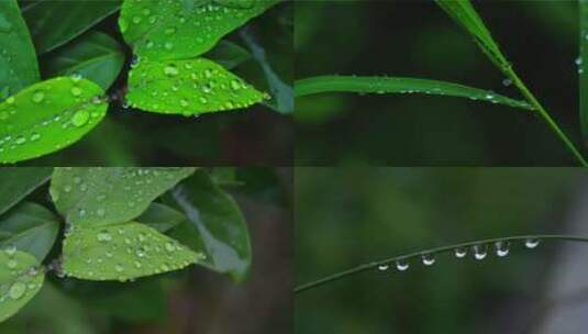 4K森林水滴大自然雨森林植物水珠白露绿色高清在线视频素材下载