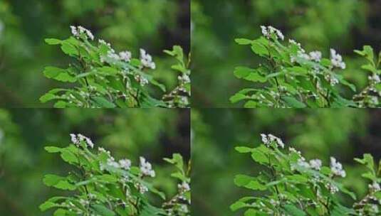 夏季下雨天山林植物树叶水珠特写高清在线视频素材下载