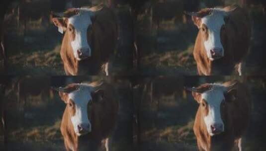 牛、牛、角、牛高清在线视频素材下载