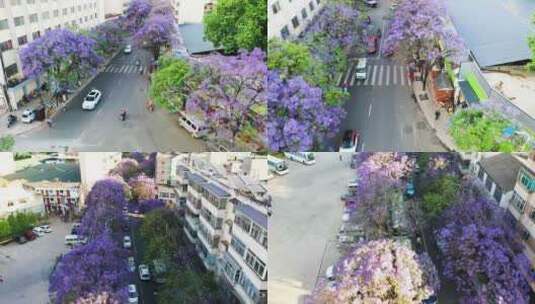 昆明蓝花楹航拍 教场中路高清在线视频素材下载