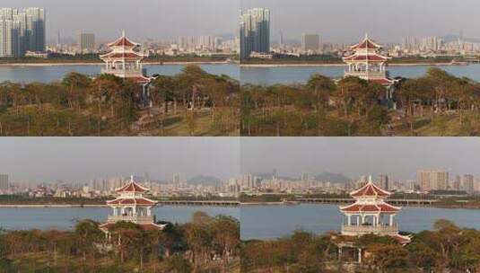 厦门 海沧 马銮湾 湿地公园 落羽杉高清在线视频素材下载