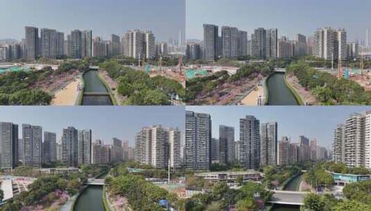 深圳市后海中心河紫花风铃木航拍高清在线视频素材下载