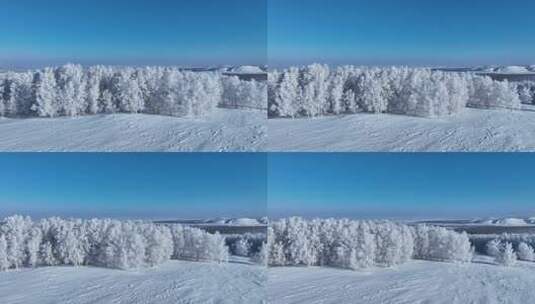 苍茫雪原上银装素裹白桦林高清在线视频素材下载