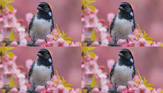 4K春日桃花盛开花朵枝头喜鹊高清在线视频素材下载