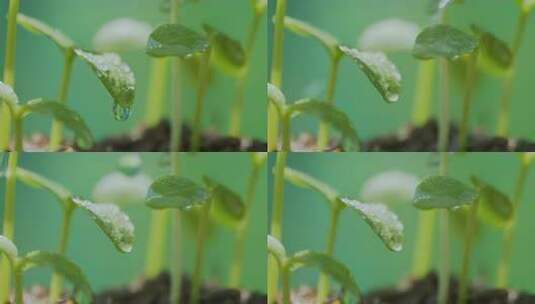 带水珠嫩绿植物幼苗特写高清在线视频素材下载