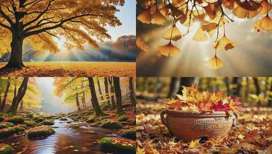 秋日落叶的静谧之美 金色秋叶的诗意光影高清在线视频素材下载