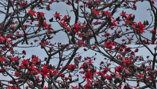盛开的红色木棉花特写高清在线视频素材下载