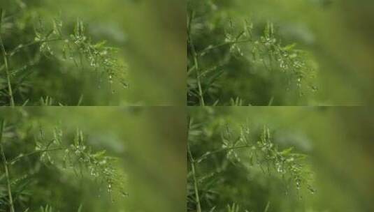 微距露珠青草雨天春天绿色高清在线视频素材下载