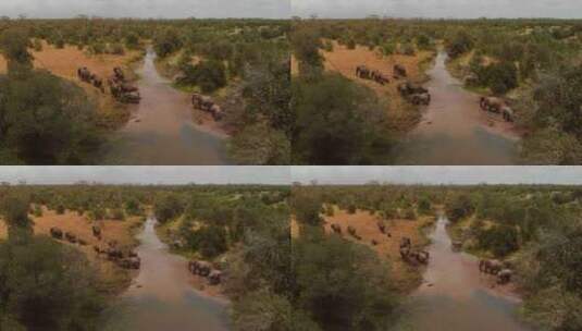 肯尼亚Ol Pejeta，一群大象过河。白天的航拍。高清在线视频素材下载