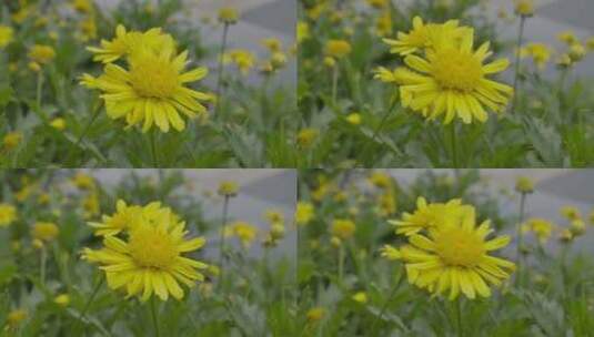 黄色的花随风摇曳高清在线视频素材下载