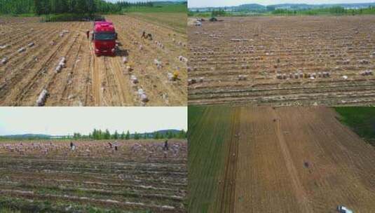 挖土豆 土地 种植高清在线视频素材下载