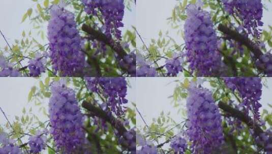 随风摇摆的美丽花朵紫藤花高清在线视频素材下载