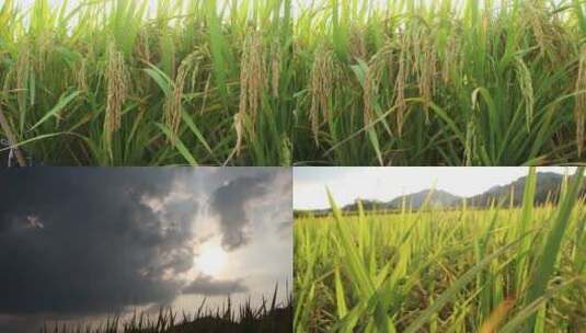 水稻稻谷禾苗素材高清在线视频素材下载