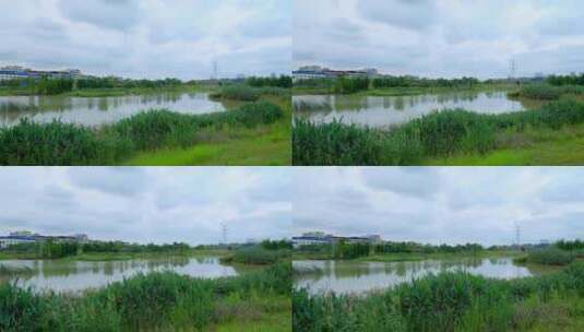 湿地公园  池塘边高清在线视频素材下载