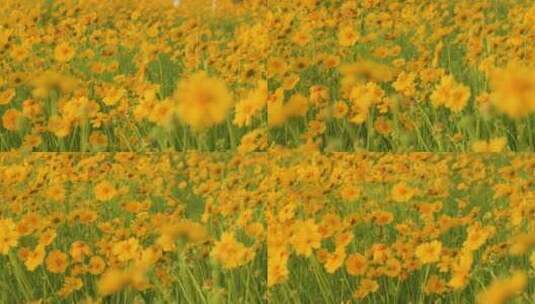 夏日阳光穿透花草手拂花朵高清在线视频素材下载