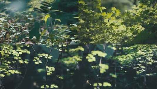 东北夏季树林小溪苔藓叶子浪漫光线治愈画面高清在线视频素材下载