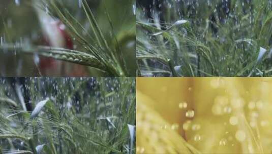 雨水滴在绿色植物上高清在线视频素材下载