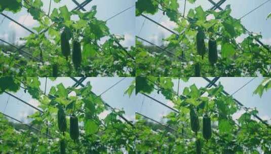 蔬菜大棚冬瓜丰收高清在线视频素材下载