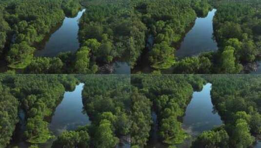 绿色生态环境河流森林湿地风景高清在线视频素材下载