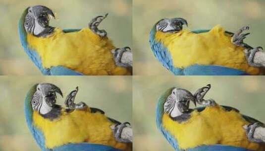 蓝色和黄色金刚鹦鹉用腿喂食自己的慢动作镜头，特写高清在线视频素材下载