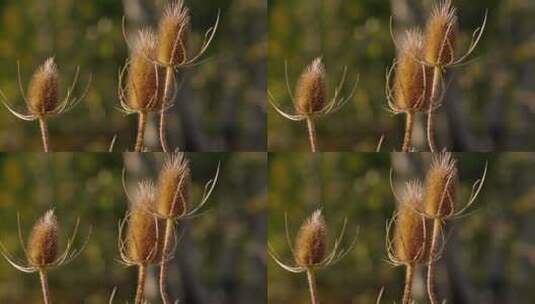 果实植物特写高清在线视频素材下载