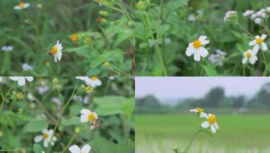 蜜蜂采蜜（路边野花）高清在线视频素材下载