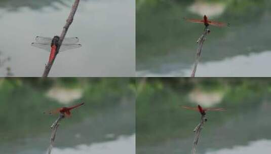 蜻蜓视频水边枯枝上红色蜻蜓高清在线视频素材下载