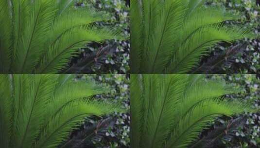雨水落在绿叶上4k唯美升格慢镜 铁树高清在线视频素材下载