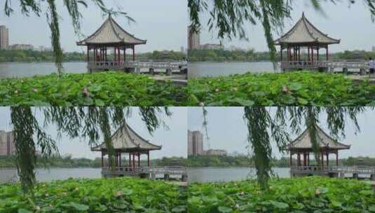 济南大明湖风景名胜区夏季风光高清在线视频素材下载