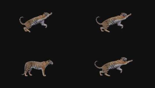 凶猛进攻的老虎合成特效动物素材高清在线视频素材下载