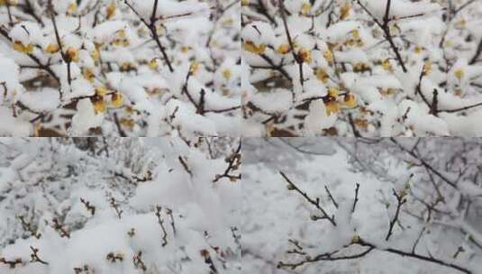 雪中梅花特写镜头实拍视频素材高清在线视频素材下载