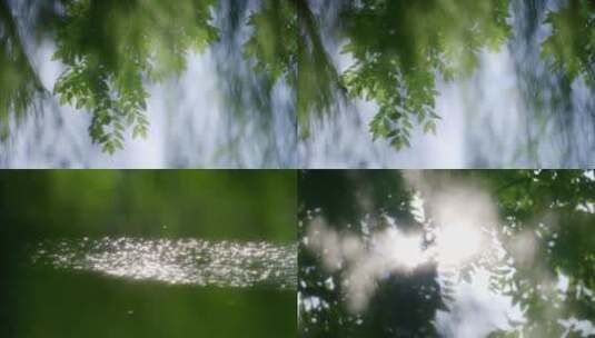夏天城市树叶逆光空镜高清在线视频素材下载