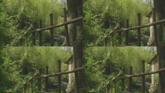 森林树叶树干摇移镜头高清在线视频素材下载