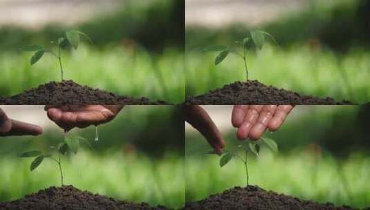 植树节为小树苗浇水高清在线视频素材下载