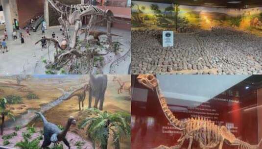 恐龙博物馆高清在线视频素材下载