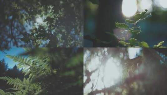 自然写意夏日阳光穿过树叶逆光树林高清在线视频素材下载